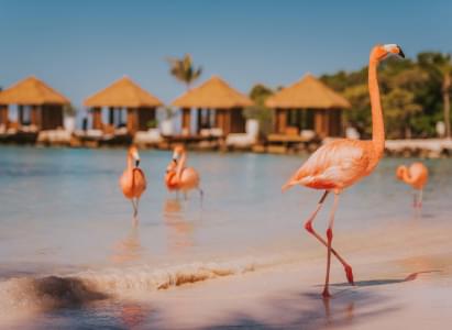 Flamingos walking on a beach with hatch-roofed cabanas